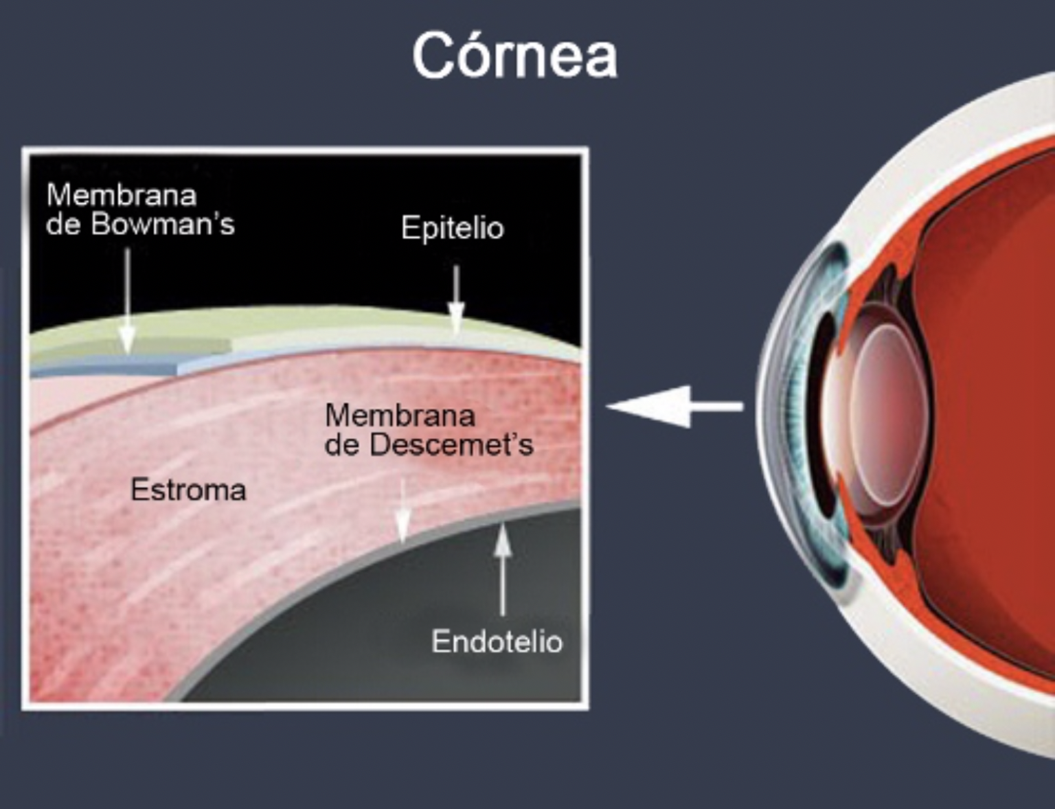 Enfermedades de la córnea - Admiravisión