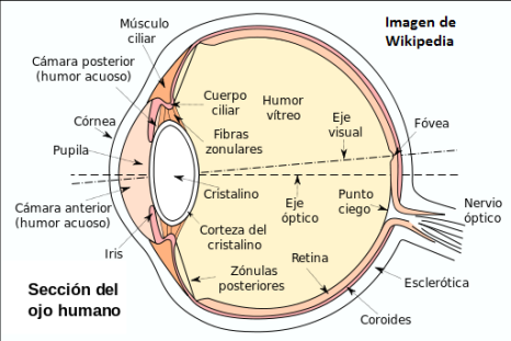 Anatom a Ocular Segmento Anterior Y Posterior Admiravisi n
