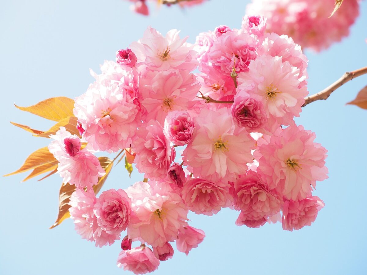 Primavera i conjuntitivis al·èrgica